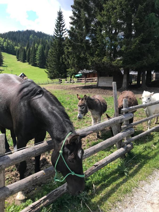 Chalet Stara Jelka Pokljuka Zgornje Gorje Eksteriør billede