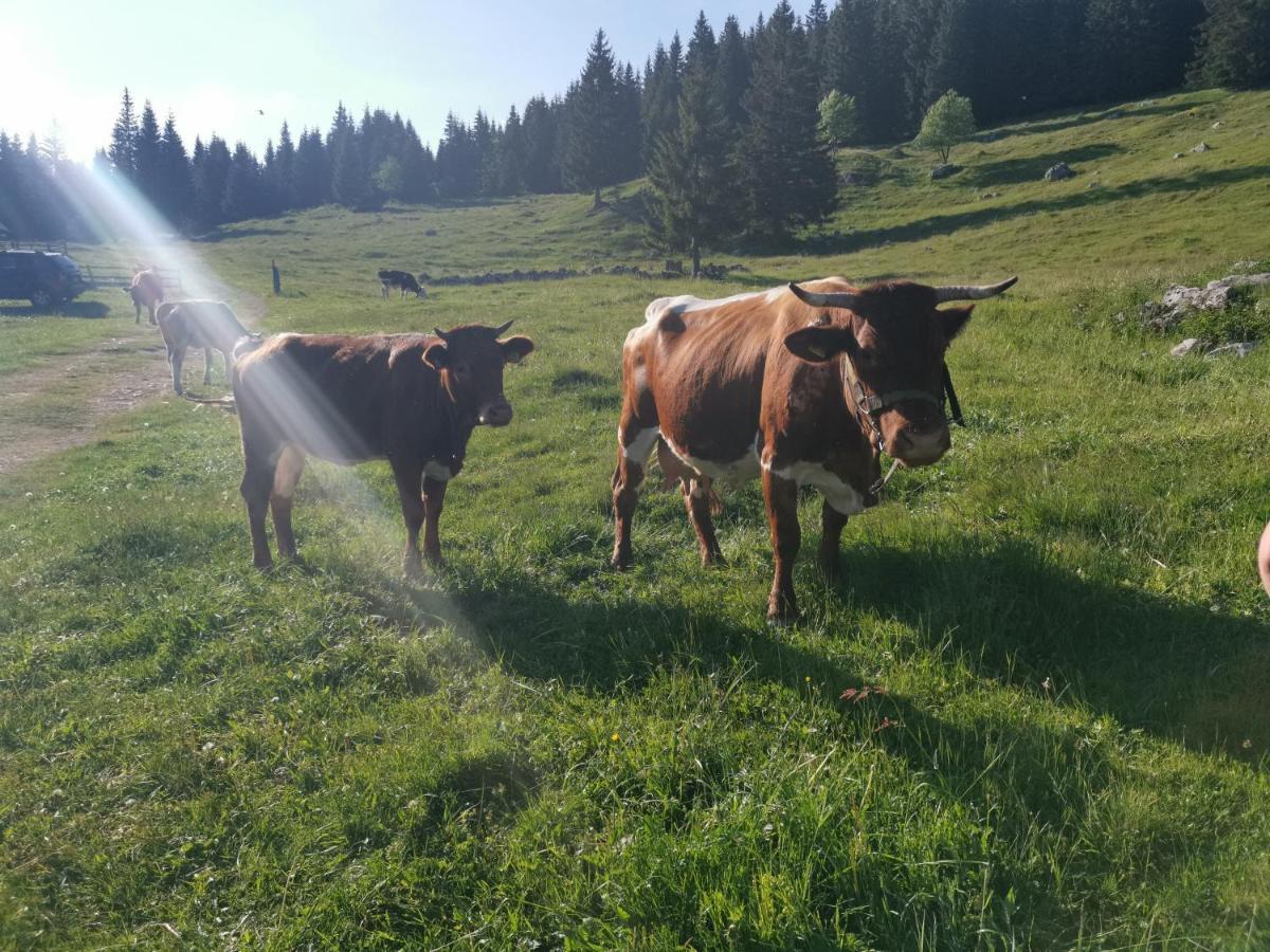 Chalet Stara Jelka Pokljuka Zgornje Gorje Eksteriør billede