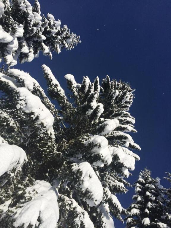 Chalet Stara Jelka Pokljuka Zgornje Gorje Eksteriør billede